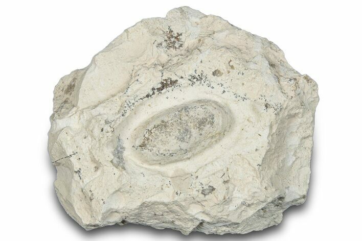 Eocene Fossil Snake Egg - Bouxwiller, France #293143